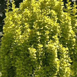 Барбарис Тунберга Golden Torch