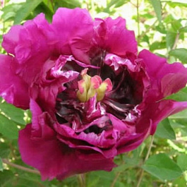 Пион древовидный Фиолетовый лотос Пион древовидный Фиолетовый лотос