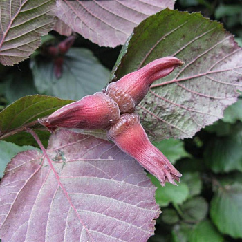 Лещина (Орешник) Maxima Purpurea