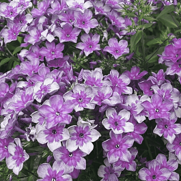 Флокс метельчатый Звездочет