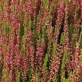 Вереск обыкновенный Nora