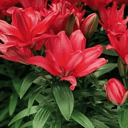 Лилия Pura Desierto