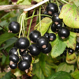 Смородина черная Гулливер