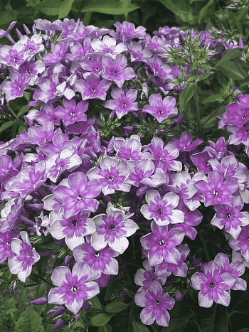 Флокс метельчатый Звездочет