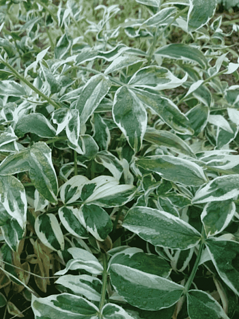 Синюха ползучая  Touch of Class