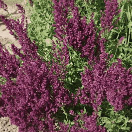 Шалфей дубравный Schwellenburg