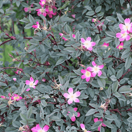 Шиповник сизый