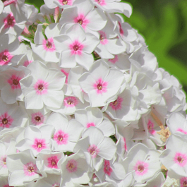 Флокс Светозар