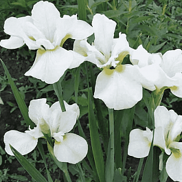 Ирис сибирский Harpswell Happiness