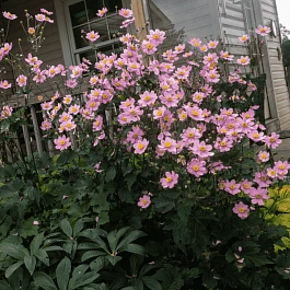 Анемона японская Serenade