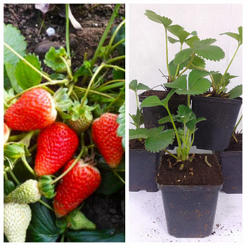 Земляника садовая Аромас НАБОР 5ШТ