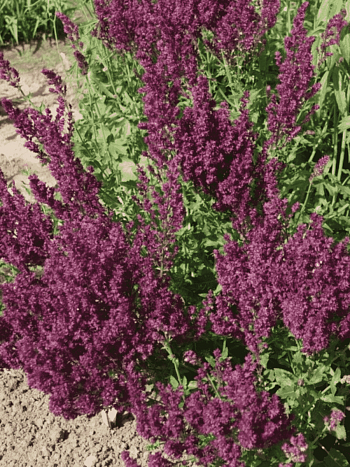 Шалфей дубравный Schwellenburg