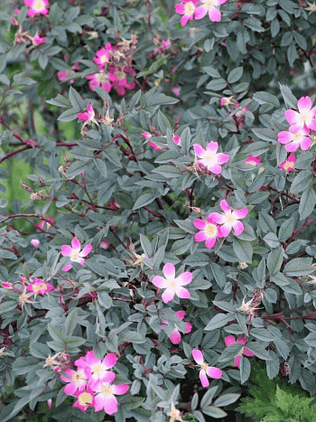 Шиповник сизый