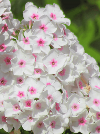 Флокс Светозар