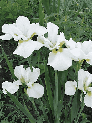 Ирис сибирский Harpswell Happiness