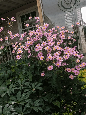 Анемона японская Serenade