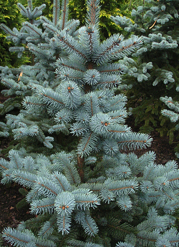 Ель голубая Glauca Majestic Blue
