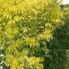 Бузина черная Golden Tower