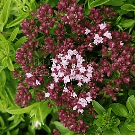 Душица обыкновенная Hot&Spice