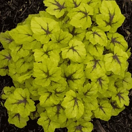 Гейхерелла Catching Fire