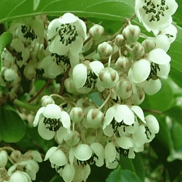 Актинидия Аргута Солнечный  зайчик