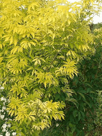 Бузина черная Golden Tower