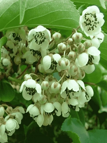 Актинидия Аргута Солнечный  зайчик