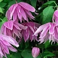 Клематис Purple Dream