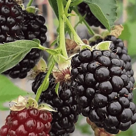 Ежевика Glorniwa