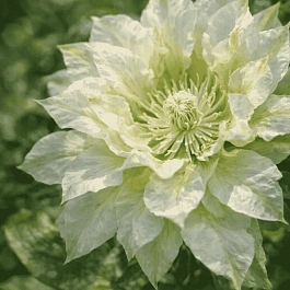 Клематис Yukiokoshi