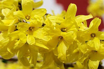 Форзиция промежуточная Беатрикс Фаренд