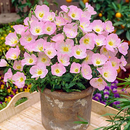 Энотера красивая Сискью Пинк