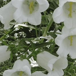 Колокольчик средний Кампана Вайт