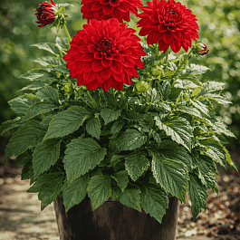 Георгин Dahlietta Surprise Elsa