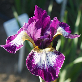 Ирис сибирский Карриер НАБОР 2ШТ (1+1) Ирис сибирский Карриер НАБОР 2ШТ (1+1)