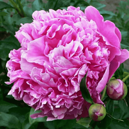 Пион Молочноцветковый Barbara