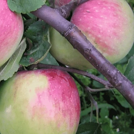 Яблоня Солнышко