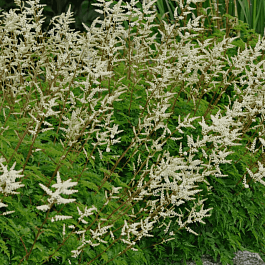 Волжанка кокорышелистная