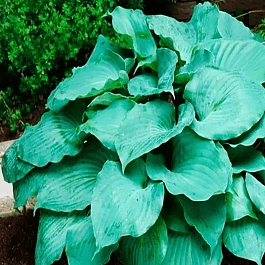 Хоста Moonlight Sonata