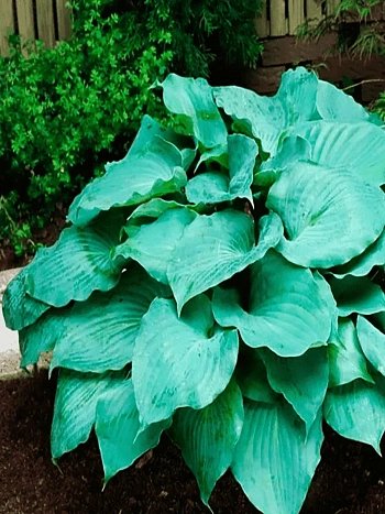 Хоста Moonlight Sonata