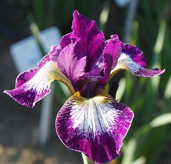 Ирис сибирский Карриер НАБОР 2ШТ (1+1)