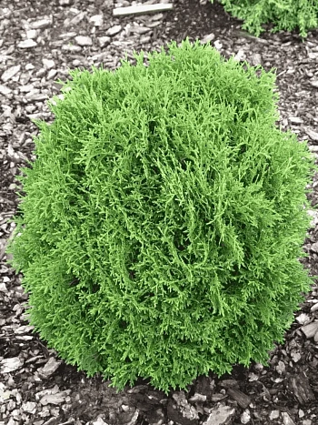 Туя западная Hoseri