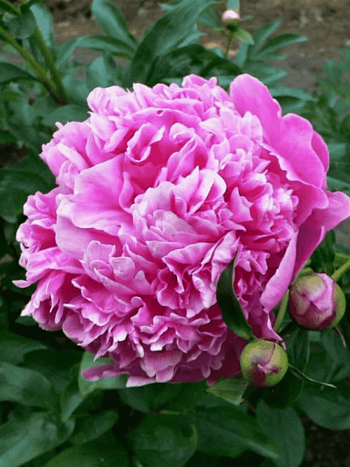 Пион Молочноцветковый Barbara