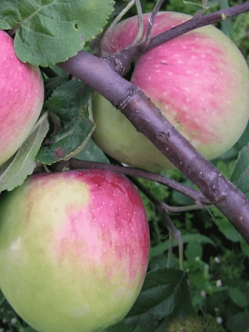 Яблоня Солнышко