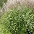 Мискантус китайский Early Hybrids