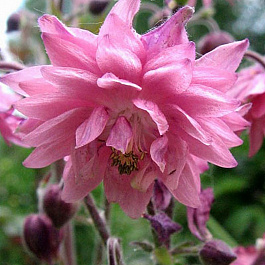 Аквилегия гибридная МакКаны Барлоу Пинк