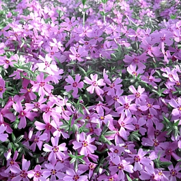 Флокс шиловидный Moerheimii