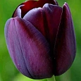 Тюльпан триумф Queen of Night