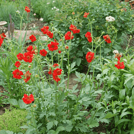 Гравилат чилийский Mrs J.Bradshow