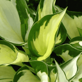 Хоста Morning Light